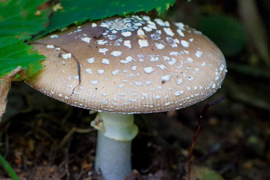 Amanita pantherina